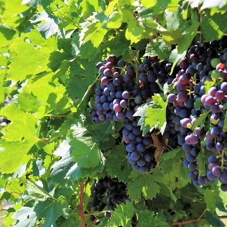 ホテル Borgo Romantico Relais